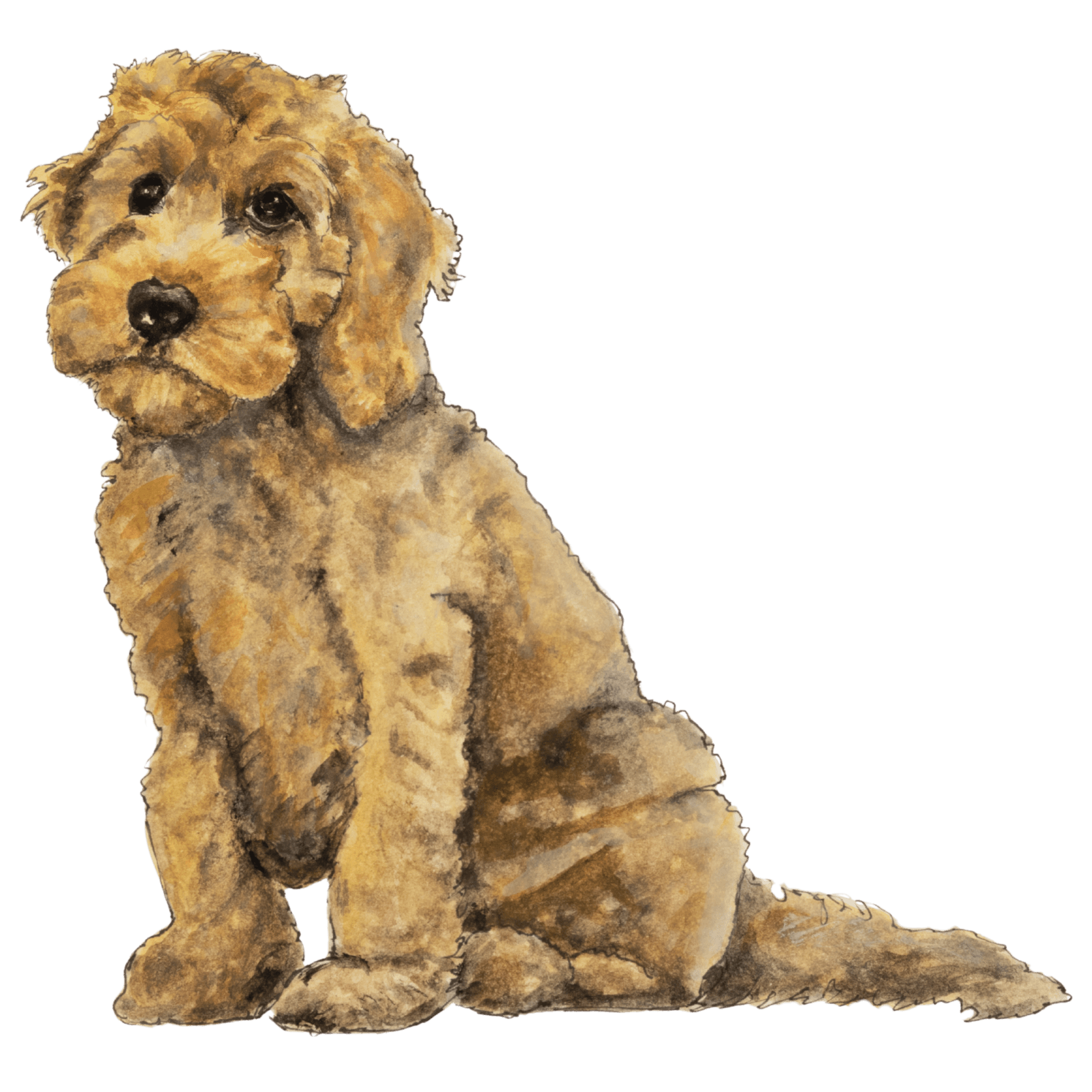 Print-quality transparent Cockapoo watercolour asset painted by Sophie Bacall for Ketubah Studio